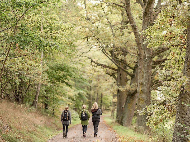 Tre kvinnor går genom en skog.