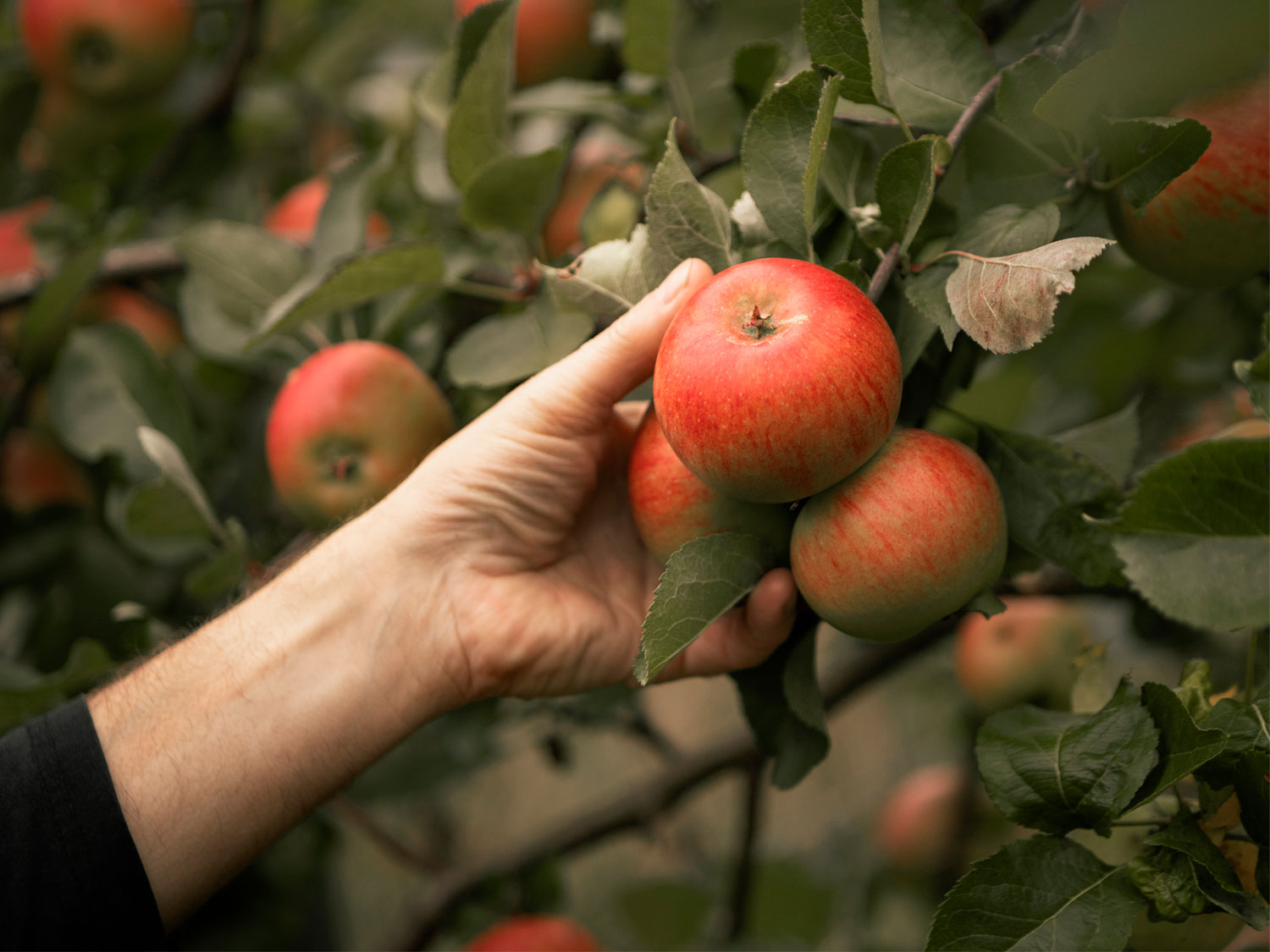 En hand håller i ett rött äpple.
