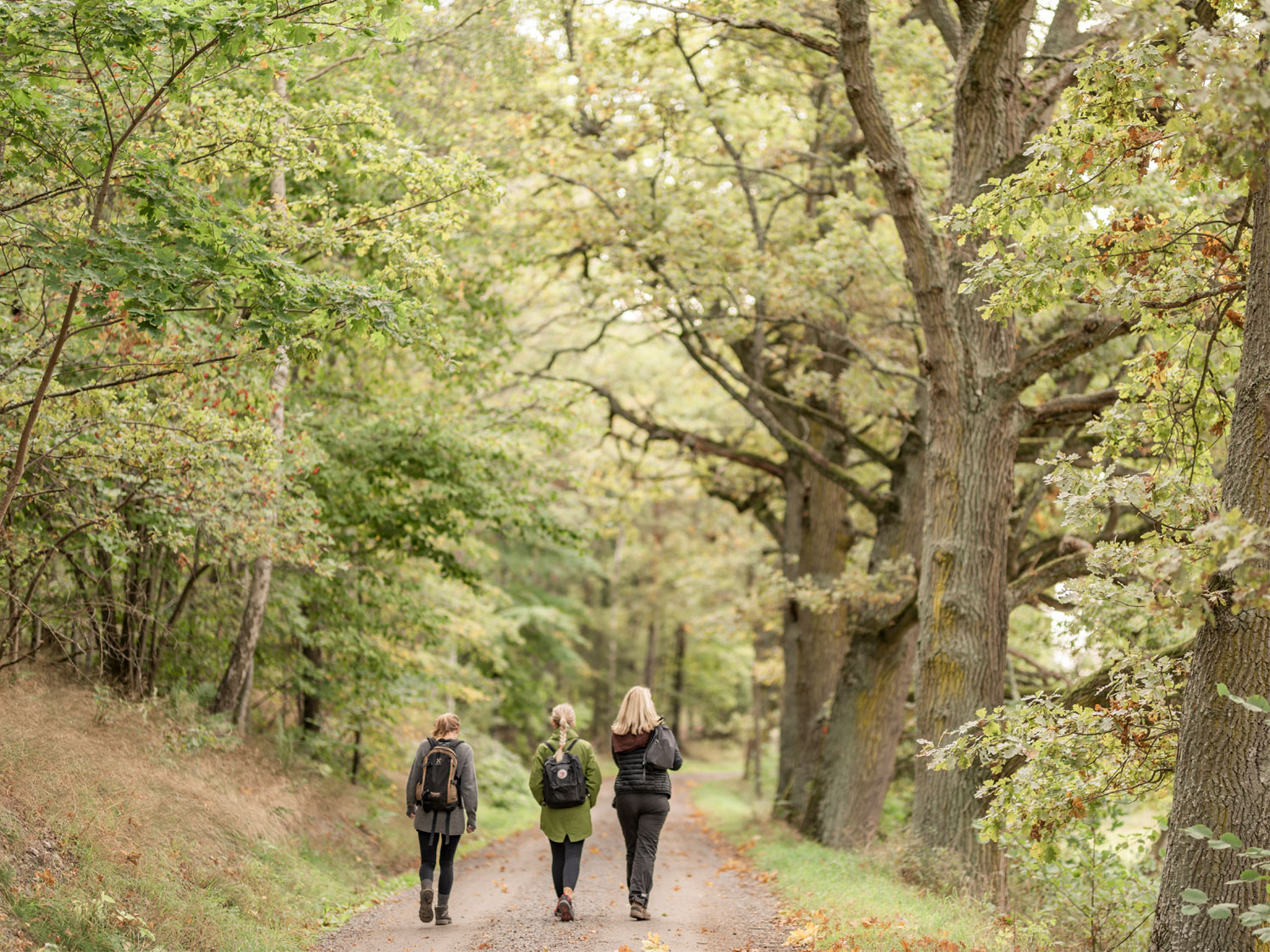 Tre kvinnor går på en grusväg genom en skog.
