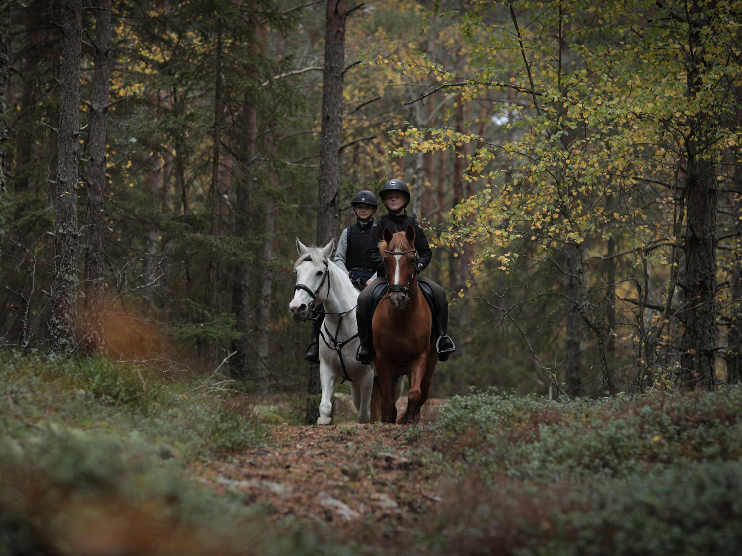 Två flickor rider på en varsin häst i skogen