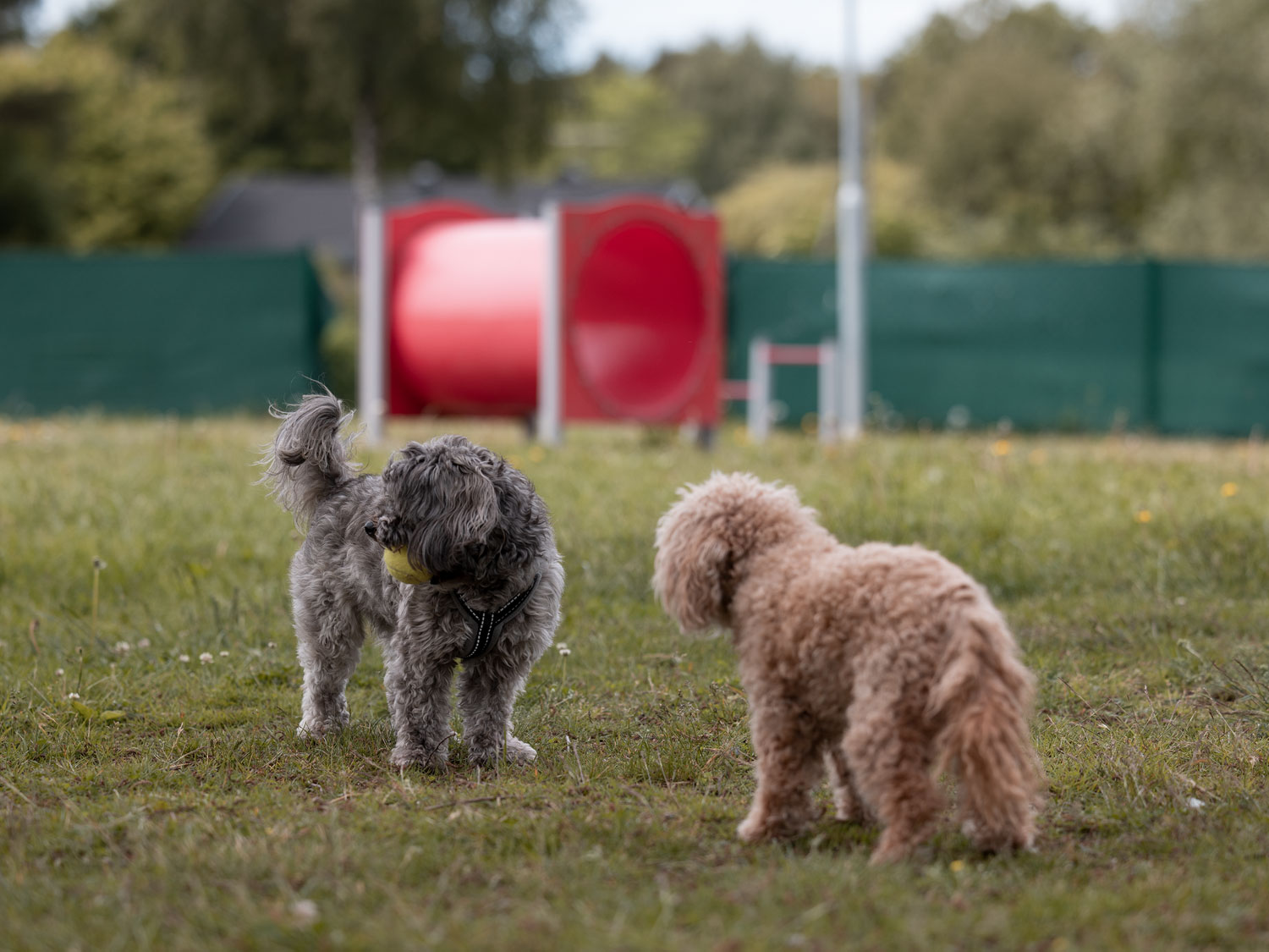 Två hundar leker i en hundrastgård
