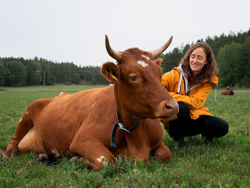 Elin som driver Lovö prästgård sitter på huk bredvid en ko som ligger i gräset.