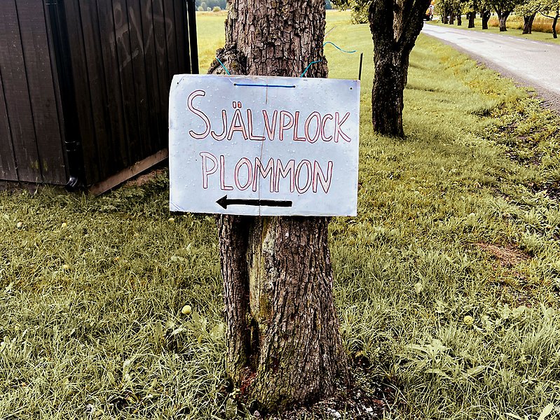 En skylt där det står självplock plommon