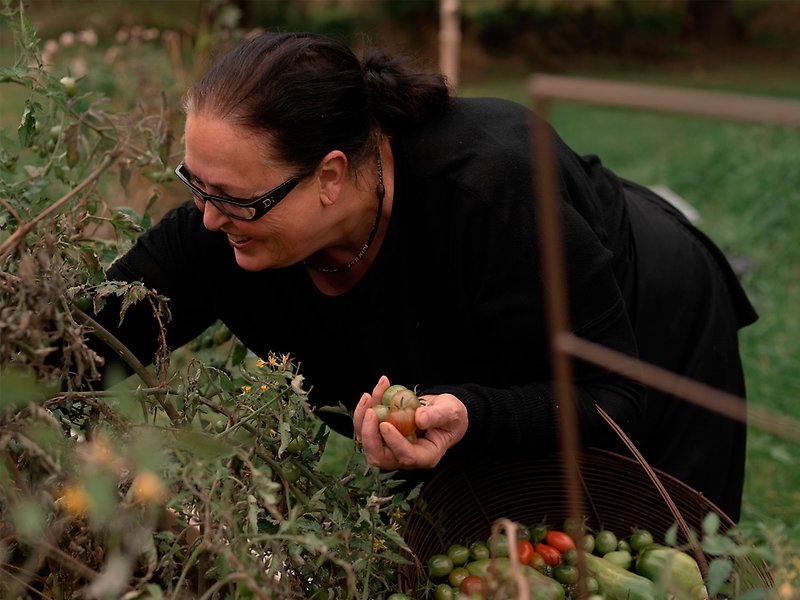 Eva som äger Lovö Magasin plockar tomater.